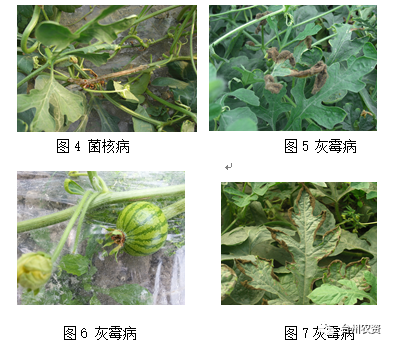 臺州農(nóng)資 臺州農(nóng)資